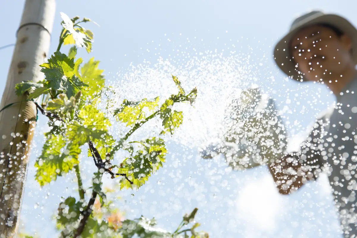 Early Signs of a Male Plant: How to Identify Them