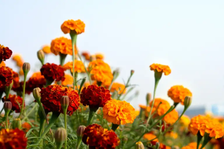 What Animals Eat Marigold Plants?