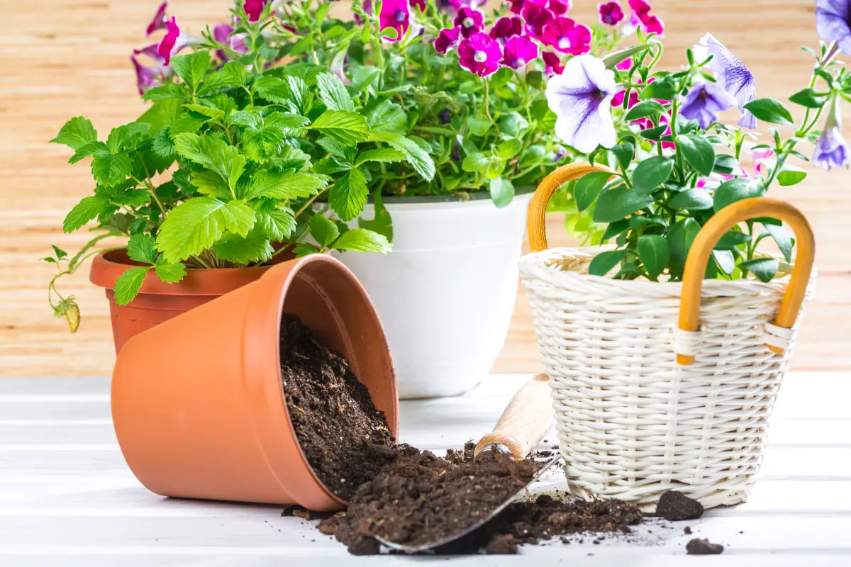 Best Potting Soil Mix for Dracaena Plants?