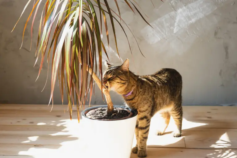 Are Dracaena Plants Toxic to Cats? Here's What You Need to Know