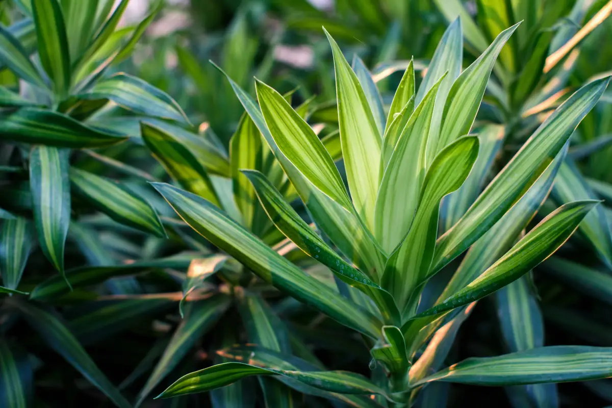 9 Reasons Why Your Dracaena Leaves Are Turning Yellow or Brown