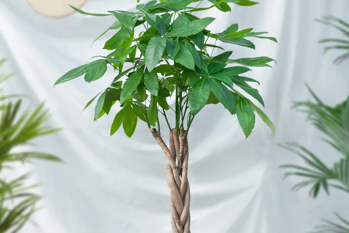 Why Are My Money Tree Leaves Turning Yellow? Common Causes and Solutions