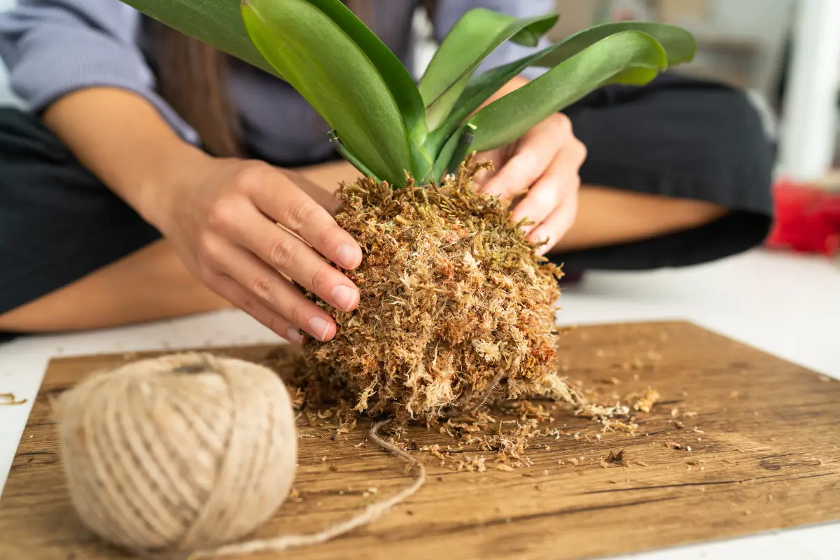 How to Use Sphagnum Moss for Orchids?