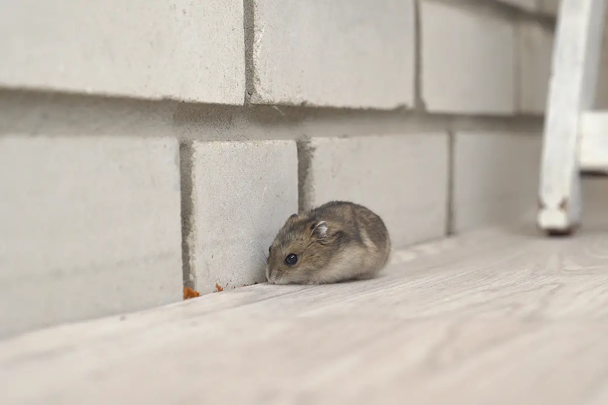 Fast and Effective Ways to Get Rid of Rats in Houses