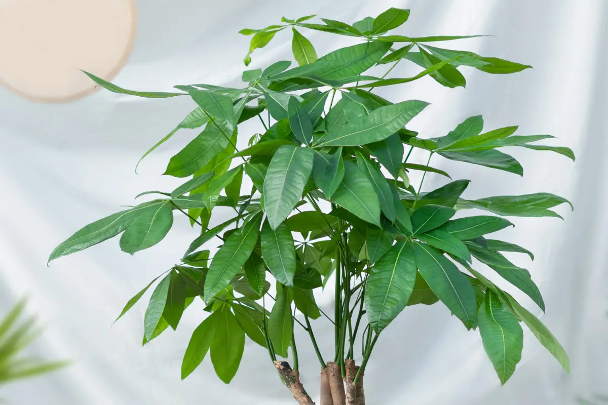 Reviving a Dying Money Tree Expert Tips and Tricks