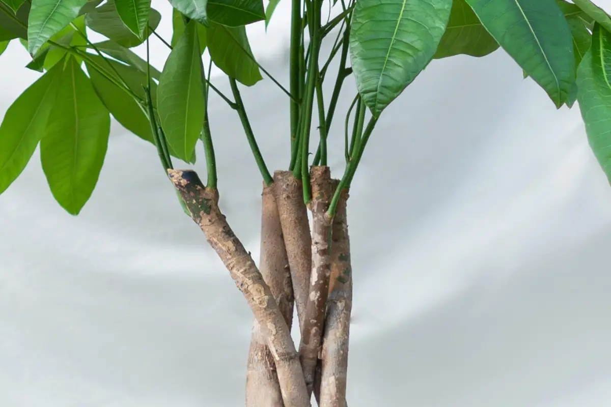 Reviving an Underwatered Money Tree Recognizing the Signs and Saving