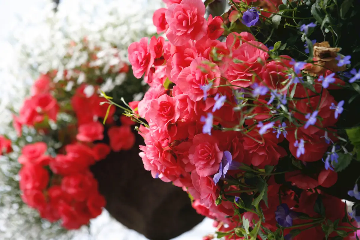 Begonia Hanging Baskets A Comprehensive Guide to Growing and Caring
