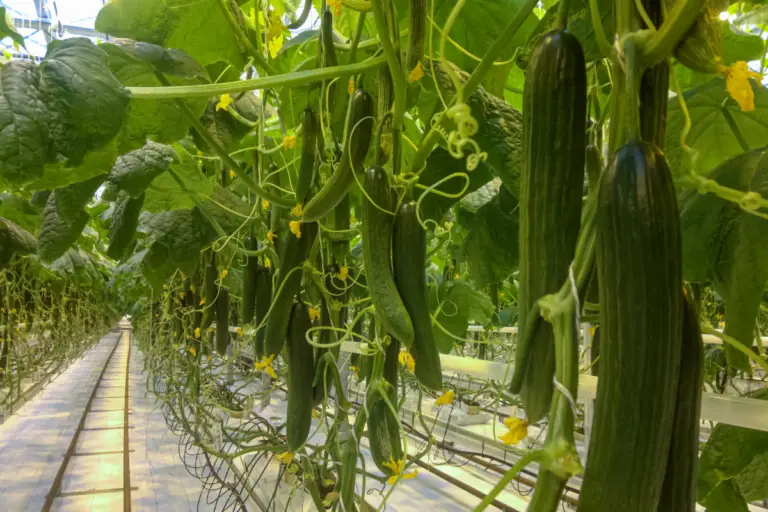 What Animals Eat Cucumber Plants?