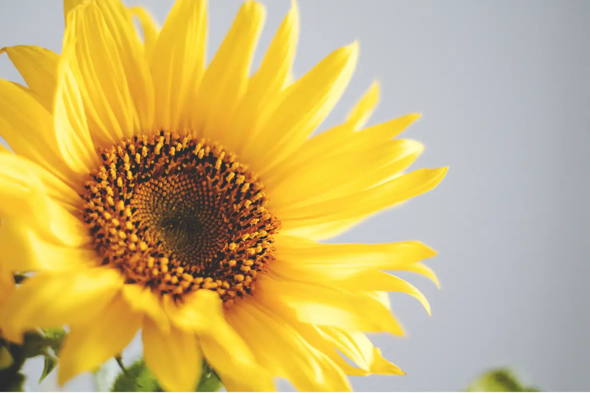 How Often Should Sunflowers Be Watered? Expert Tips for Optimal Growth