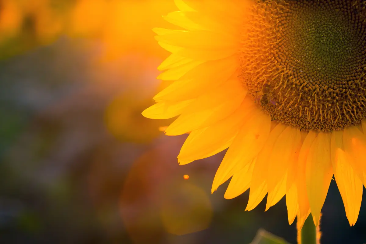 When to Plant Sunflower Seeds Best Time for Optimal Growth