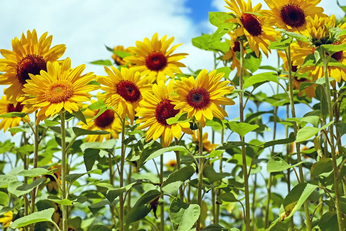 Sunflower Care 101 The Complete Guide to Growing Sunflowers
