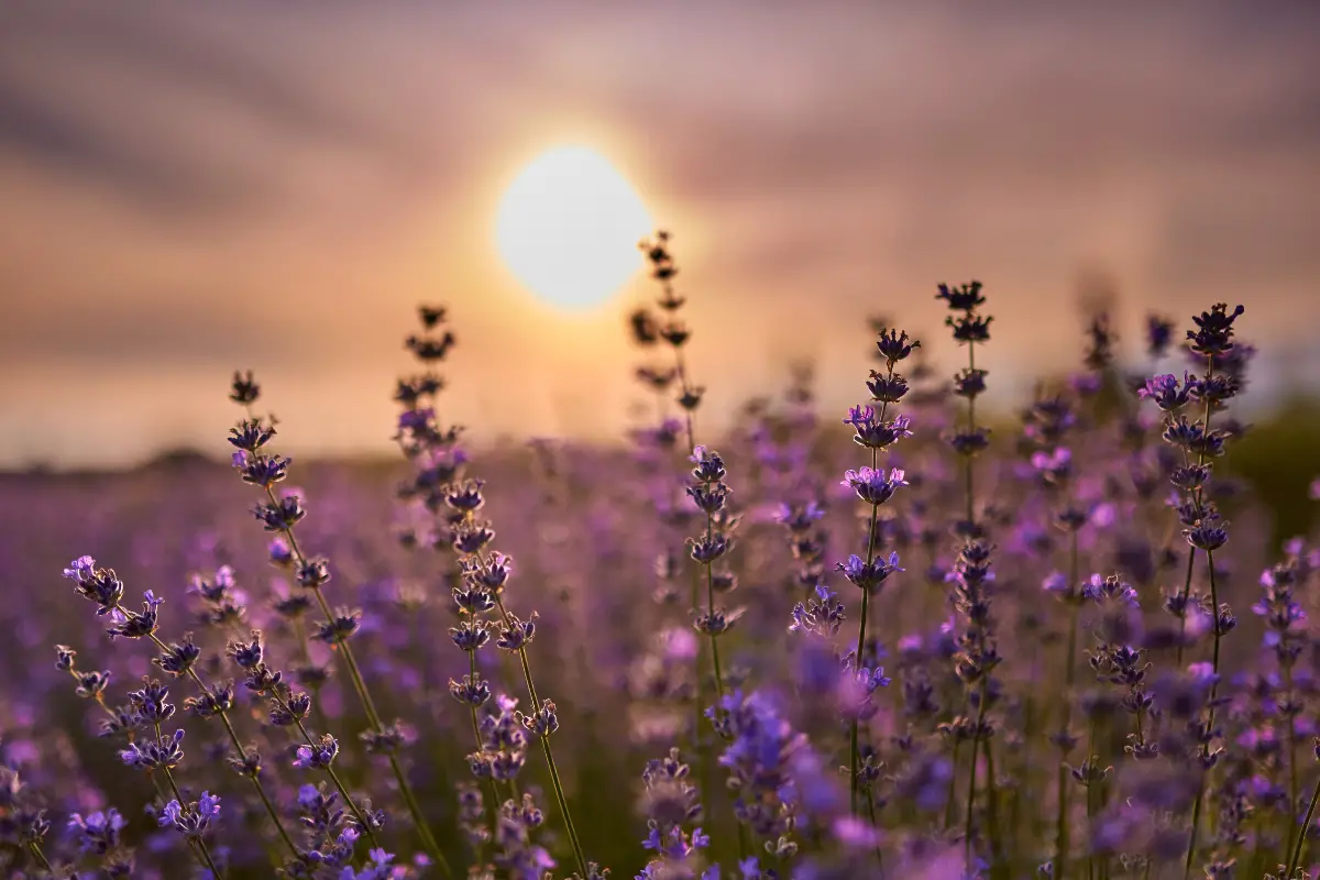 Where to Plant Lavender: Finding the Best Spot for Your Garden