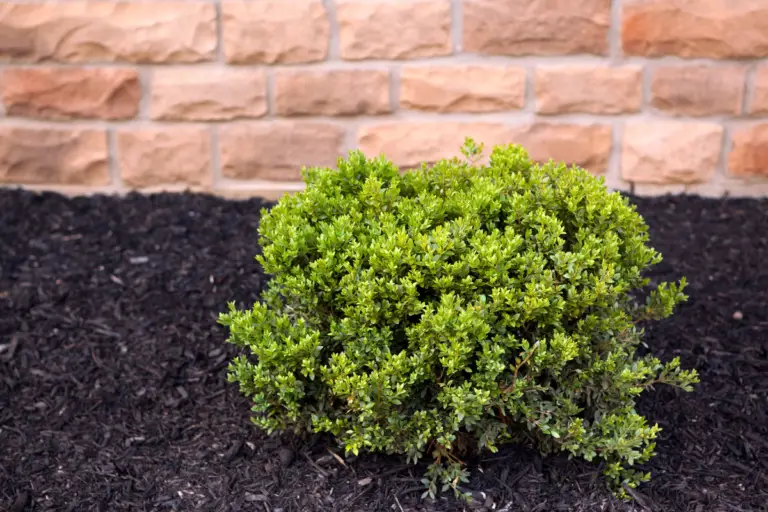 Best Month to Plant Shrubs A Guide to Optimal Planting Times