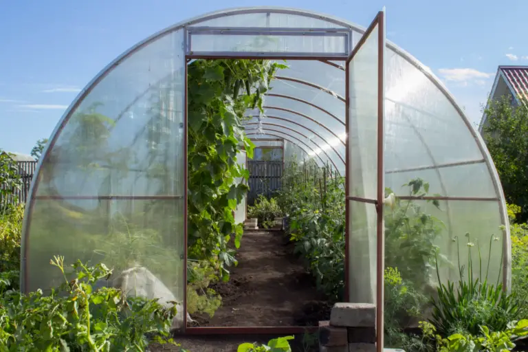 What to Grow in an Unheated Greenhouse in Winter UK