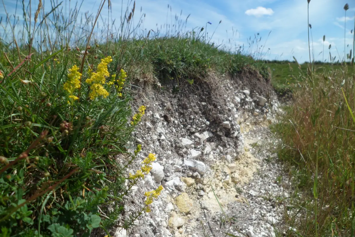 Chalky Soil: Where is Chalky Soil Found?